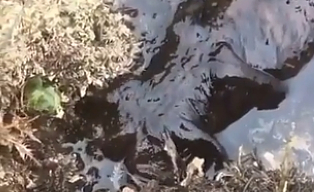 This Creepy Giant Slug Making Rounds Online - Watch Video