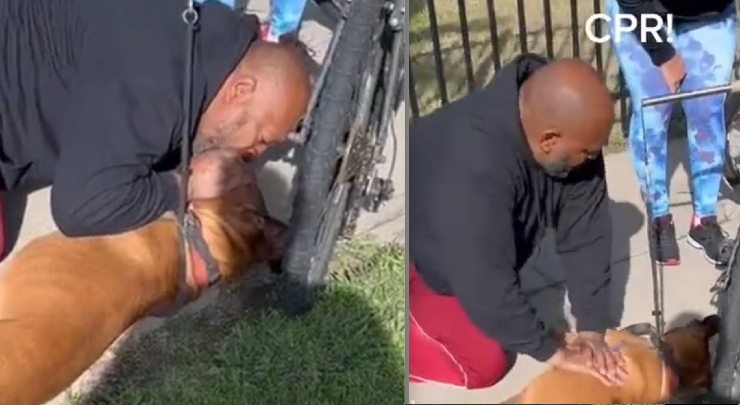 Man Performs CPR on Unresponsive Dog to Save Its Life - Watch Video