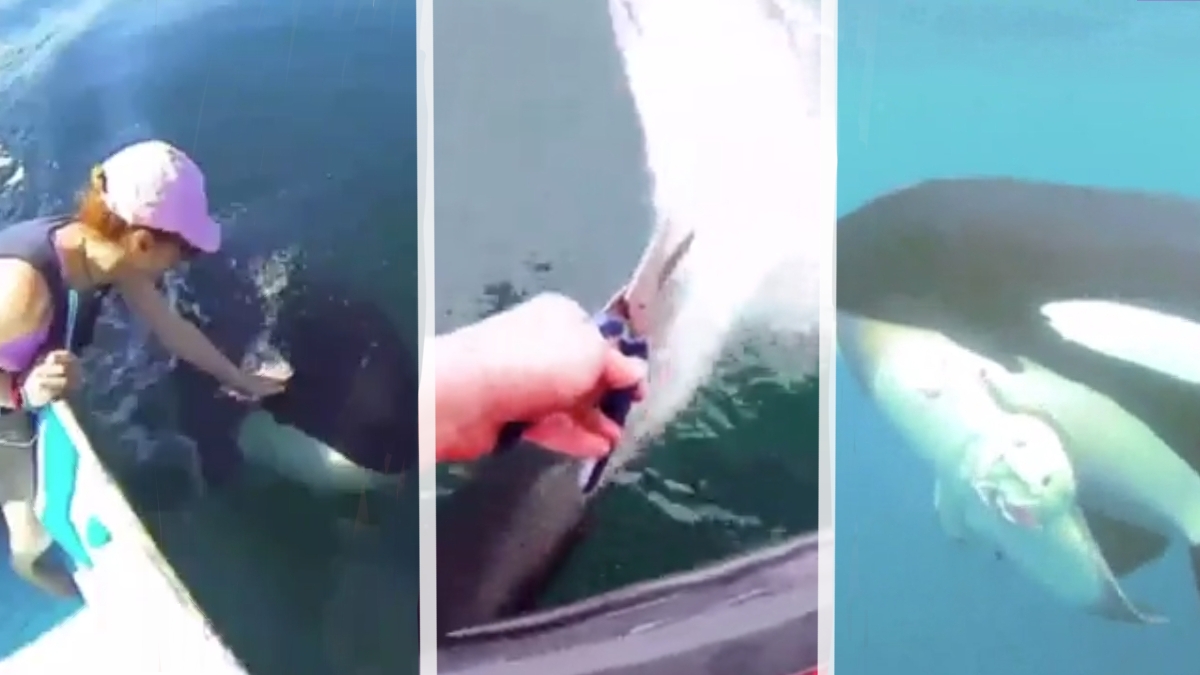 Killer Whale Asks Humans for Help to Rescue Mother Whale; She Says Thank You With A Gift - Watch Video