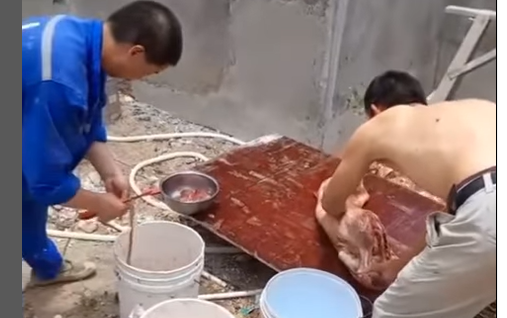 2 Chinese Men Preparing Dog For Eating in Jamaica; Viewers Disgusted - Watch Video