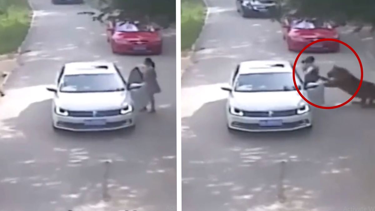 Tiger Attacks and Drags Woman Away After She Gets Out Of Car at Safari Park in China - Watch Video