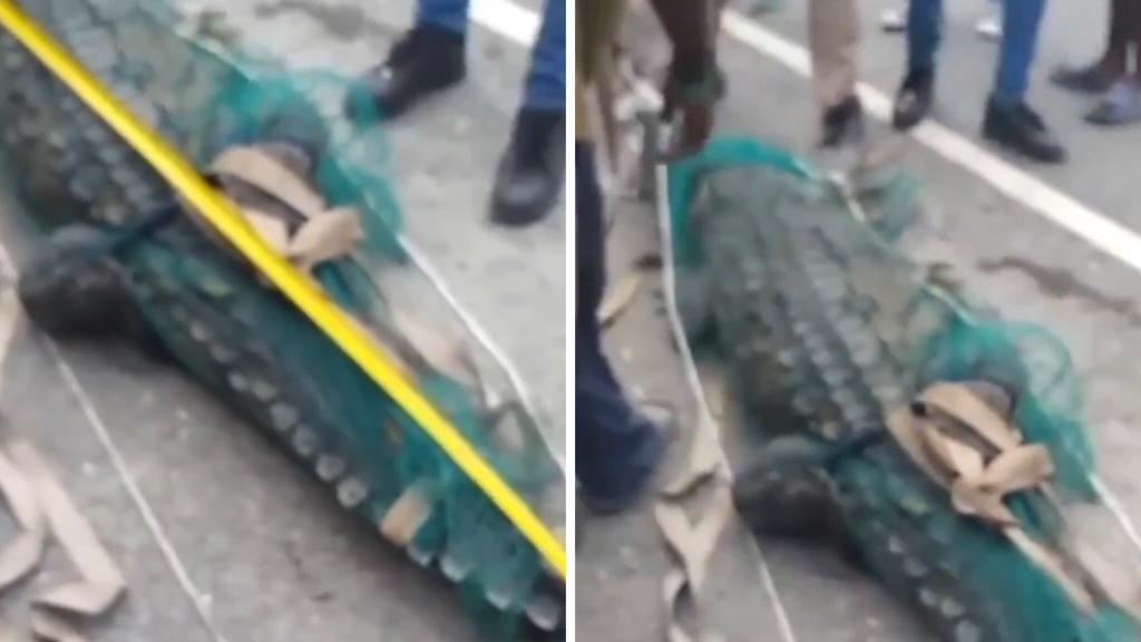 Massive 10ft Crocodile Tied Up and Displayed on the Streets of Jamaica - Watch Video
