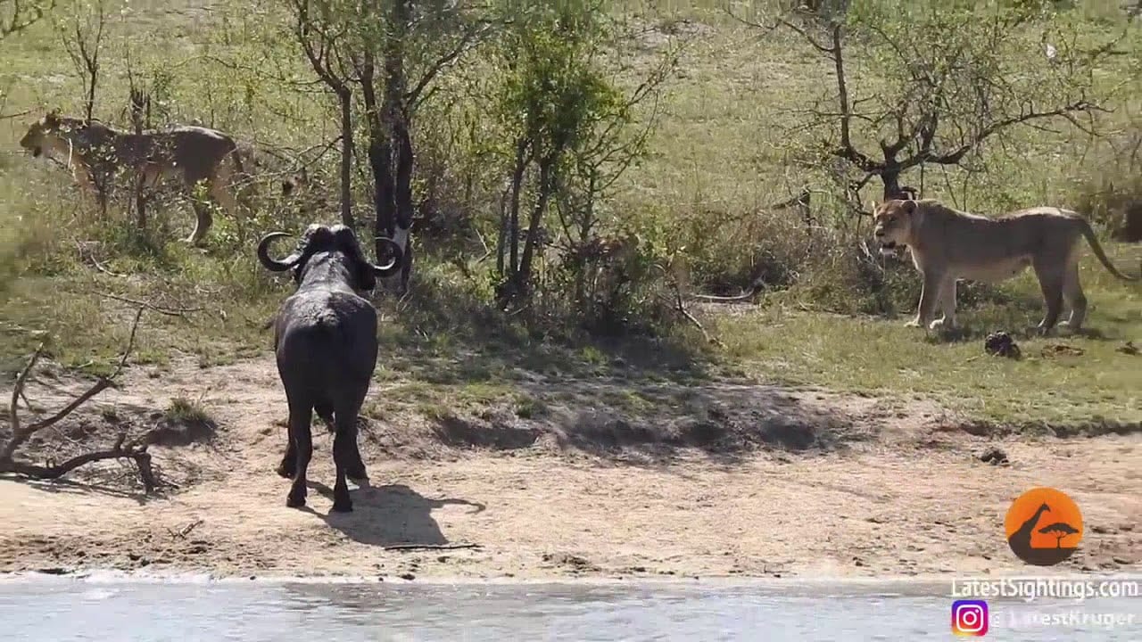 WILDLIFE: Buffalo Fights Off Lions and Crocodile Until Rescue Came [Video] - YARDHYPE