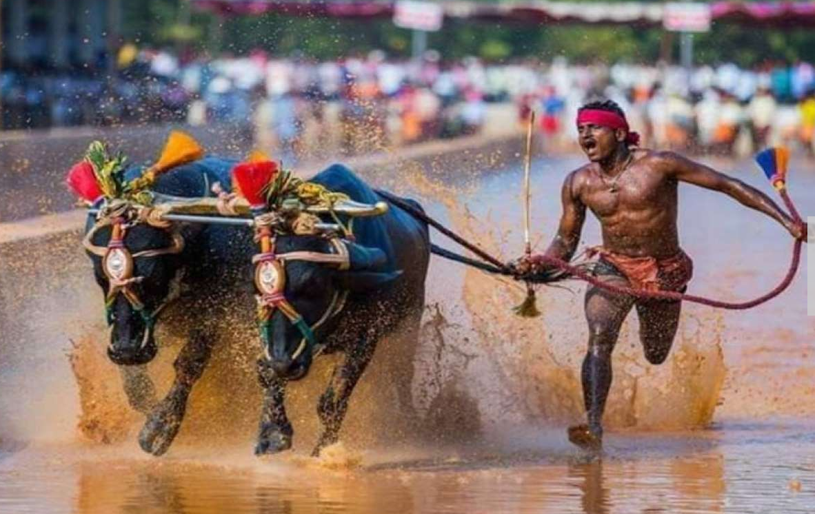 Faster Than Usain Bolt? Karnataka Man Running With Buffaloes Covers 100 Metres in Just 9.55 Seconds
