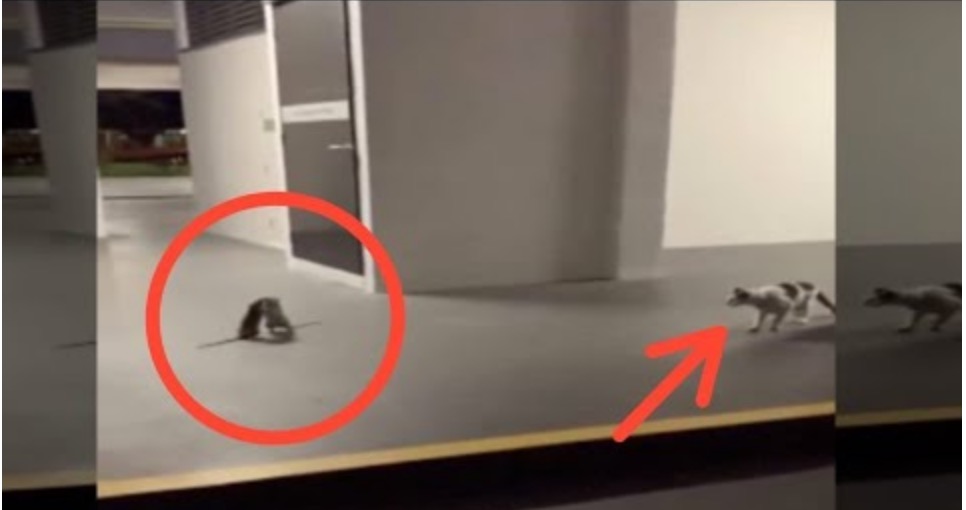 Cat watched as 2 Rats fight in a Parking Lot [Video]