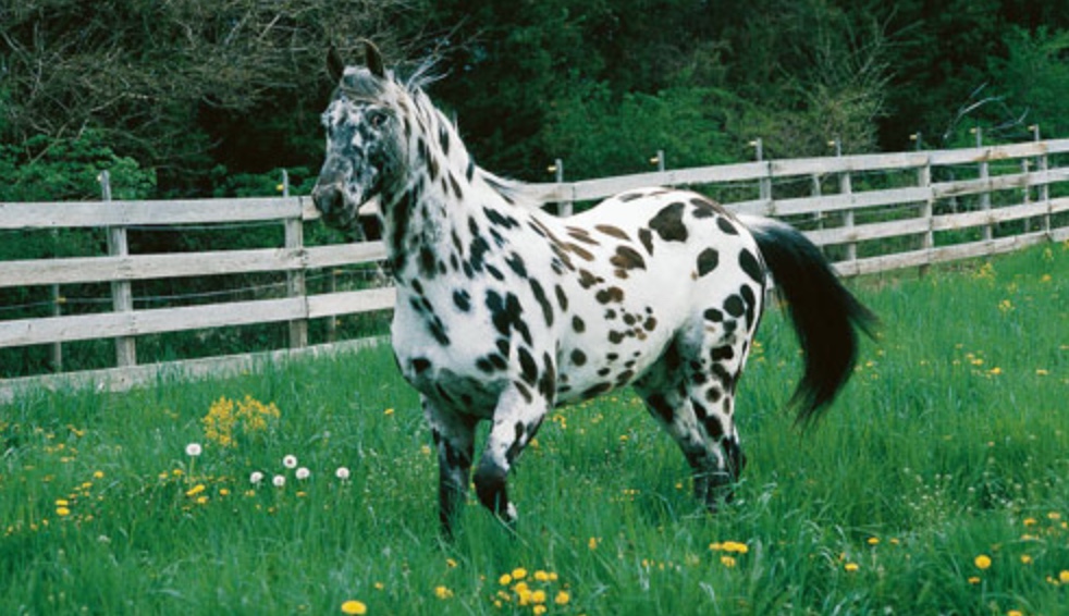 All About the Appaloosa Horse Breed 