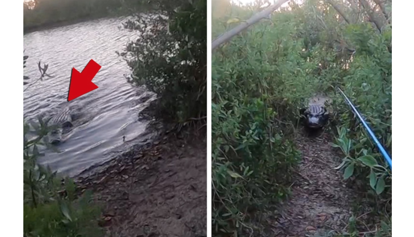 Giant Alligator Chases Florida Fisherman into Bushes – Video  yardhype.com