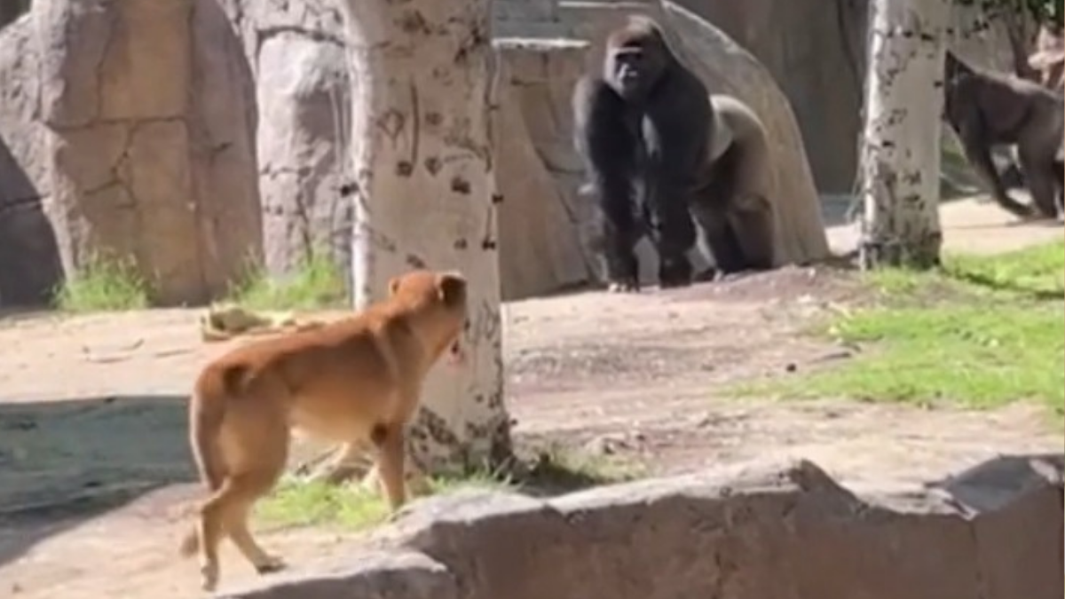 Dog Chased By Gorillas While Trapped Inside Gorilla Enclosure