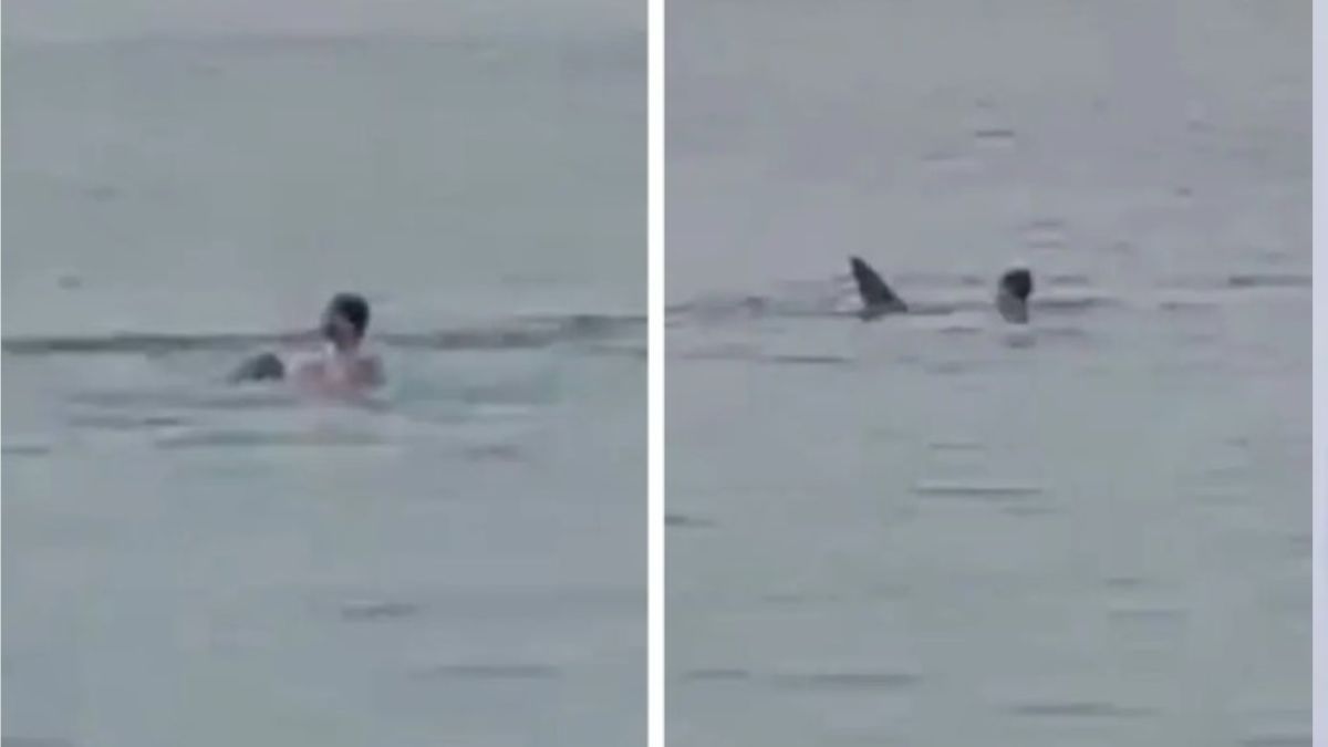 Footage Shows Man Being Killed by Shark in Egypt - Watch Video - YARDHYPE