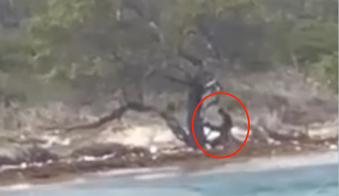 Man and Woman Caught on Camera Having Sex On A Beach in Jamaica - Watch Video image