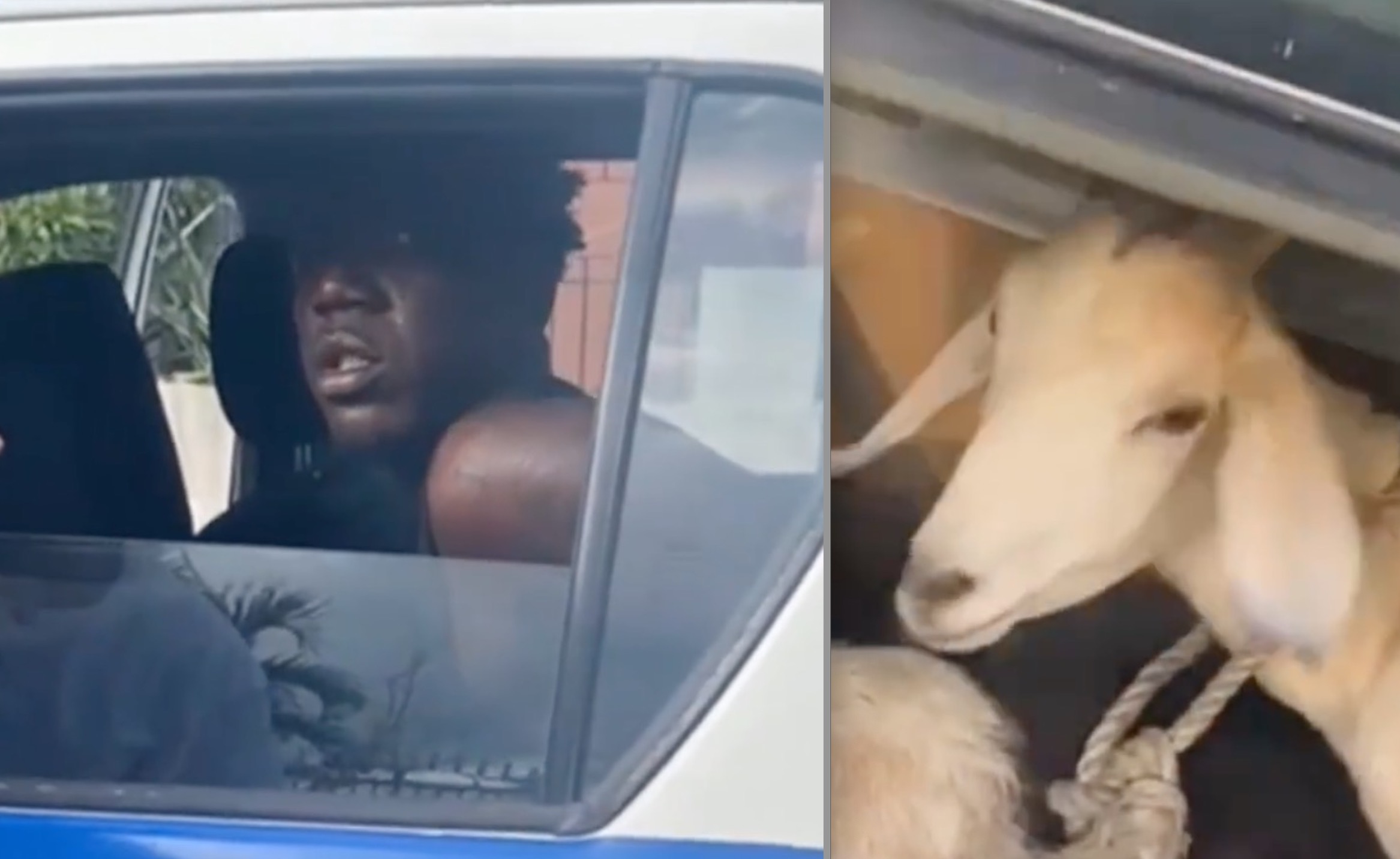 Goat Theif Captured in Clarendon - Watch Video