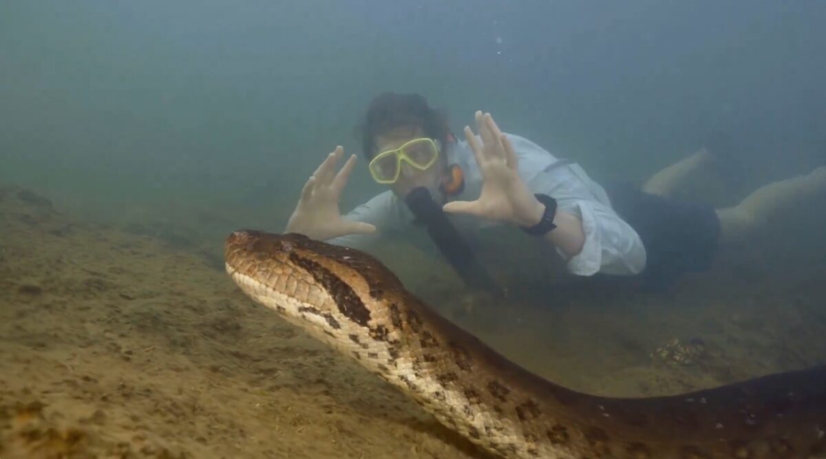 Massive Anaconda Discovered in Amazon Rainforest; Undocumented Species ...