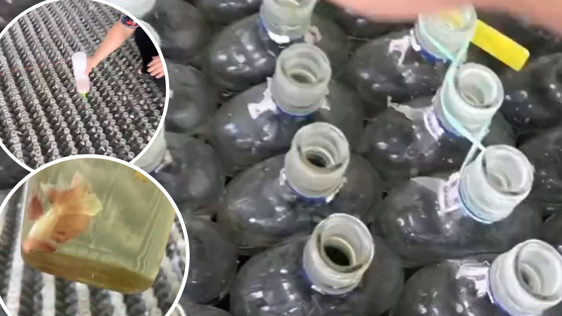 People React to Fish Raised in Small Bottles