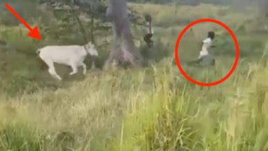 Cow Charges at Man in Jamaica Countryside Watch Video