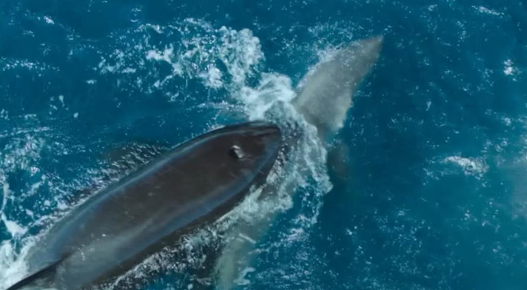 Killer Whale Kills Great White Shark in Newly Released Footage Watch Video