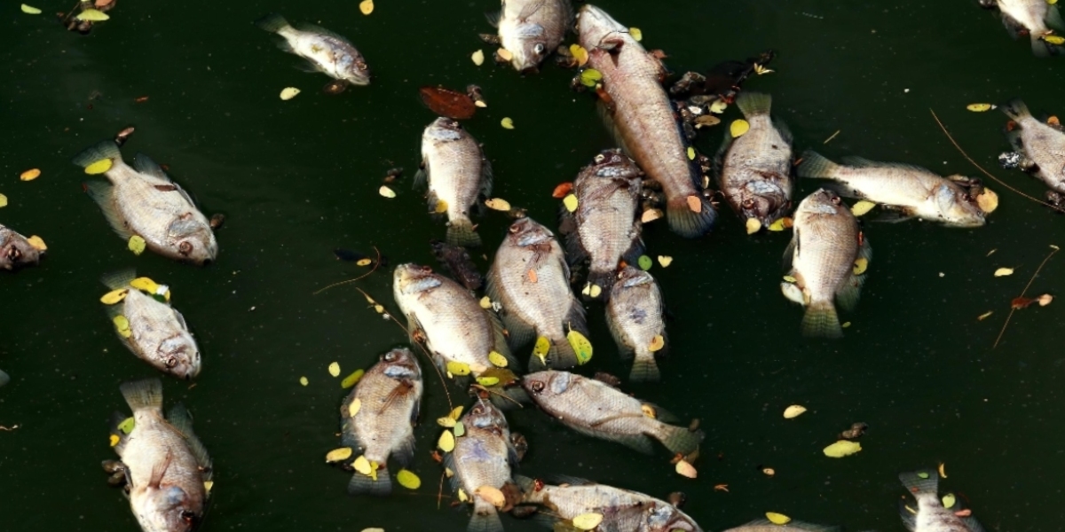 More Rio Cobre Fish Killed by Toxic Waste; Call for WINDALCO's Permit to be Suspended