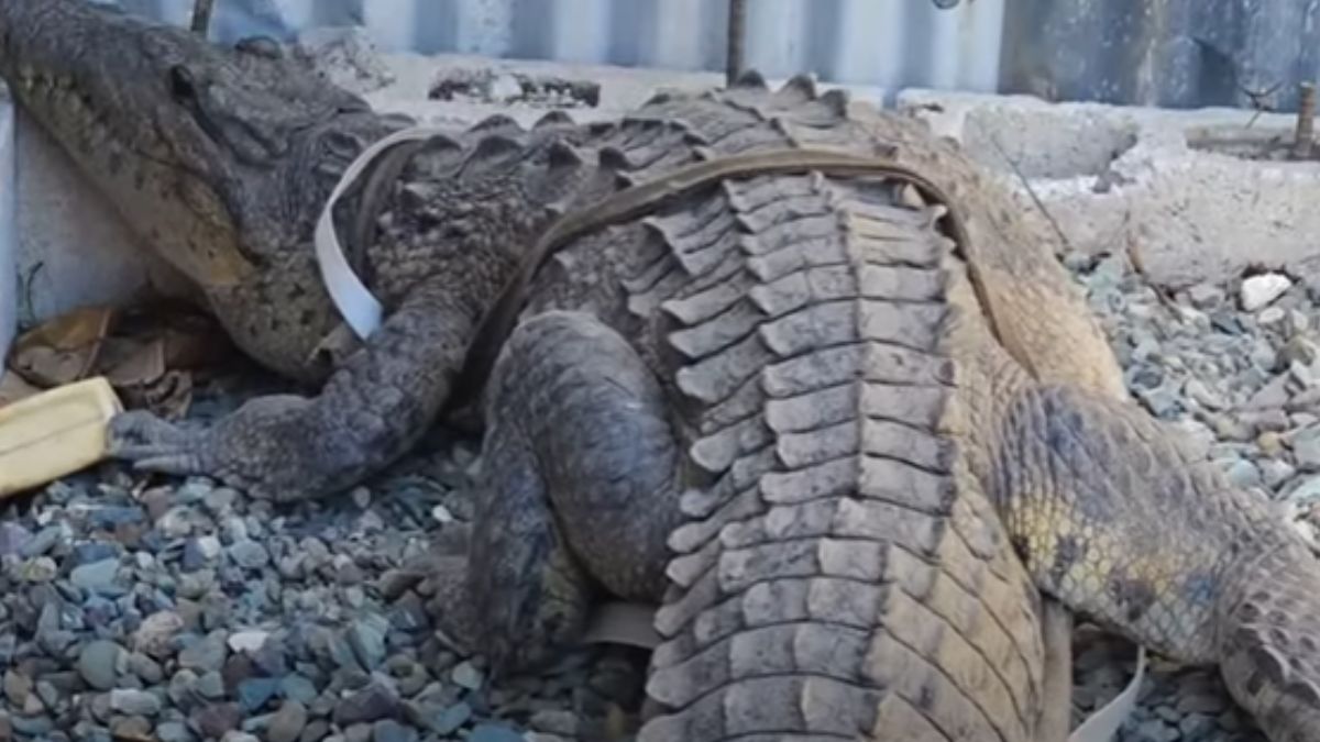 Big Crocodile Caught by Residents in Seaview Gardens - Watch Video