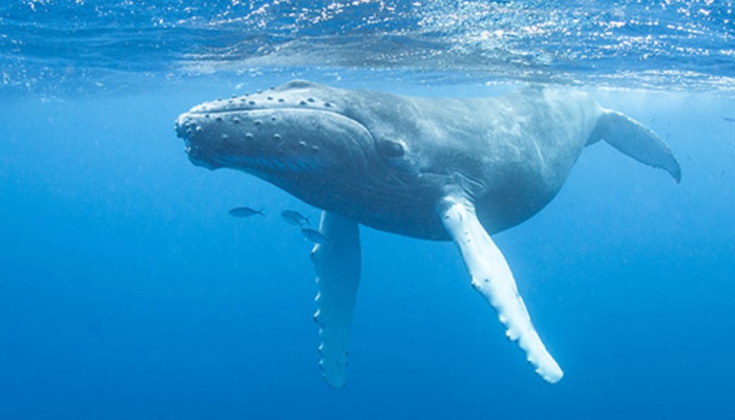 Humans Communicate with a Humpback Whale