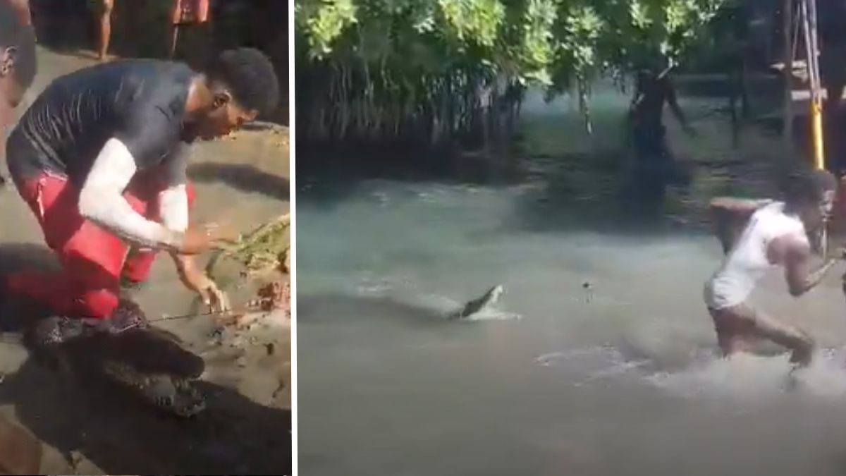 Clarendon Residents Capture Crocodile in Salt River – Watch Videos