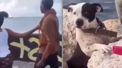 Woman Exposes Man for Stealing Her Pitbull and Hiding it at Secret Location Watch Video