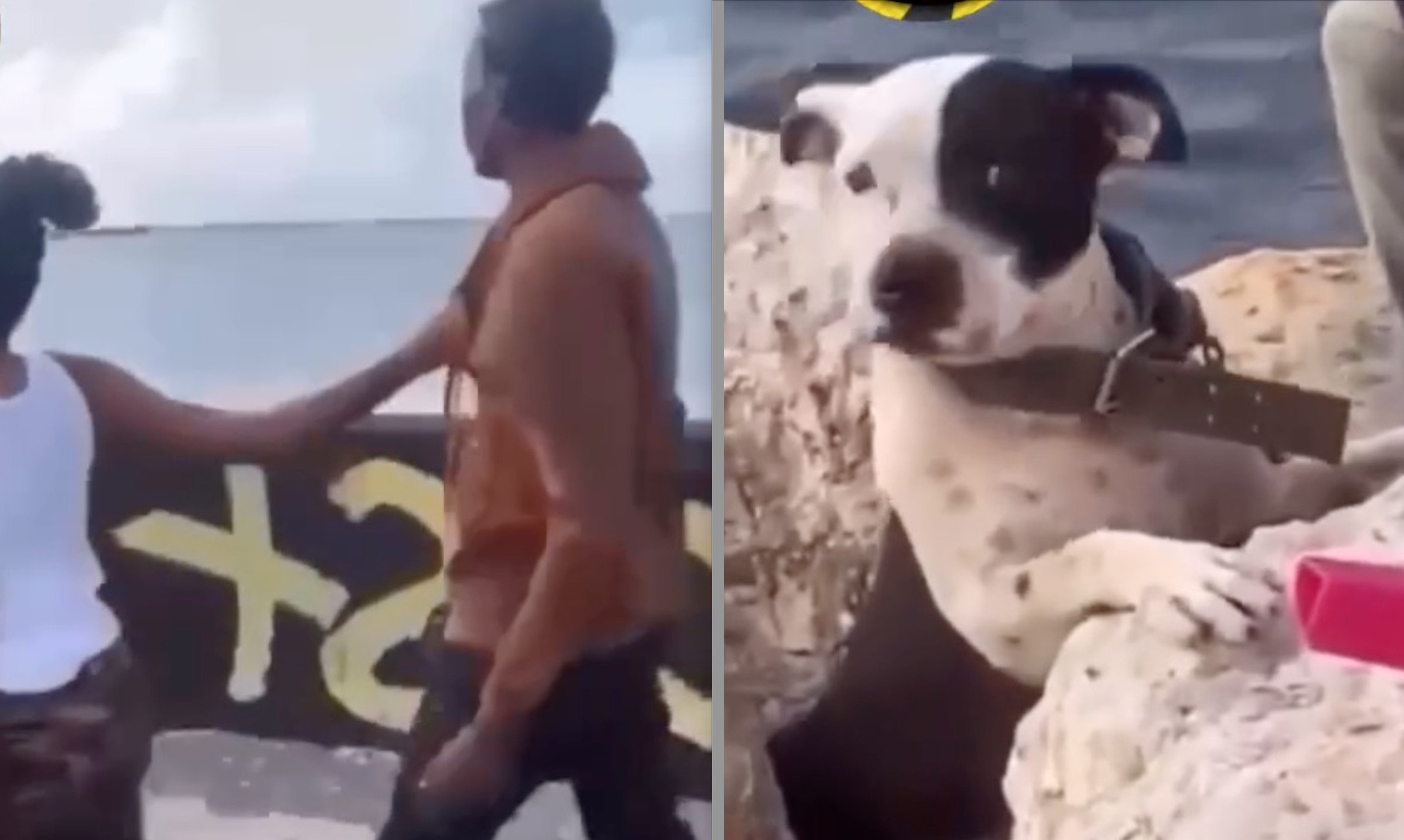 Woman Exposes Man for Stealing Her Pitbull and Hiding it at Secret Location