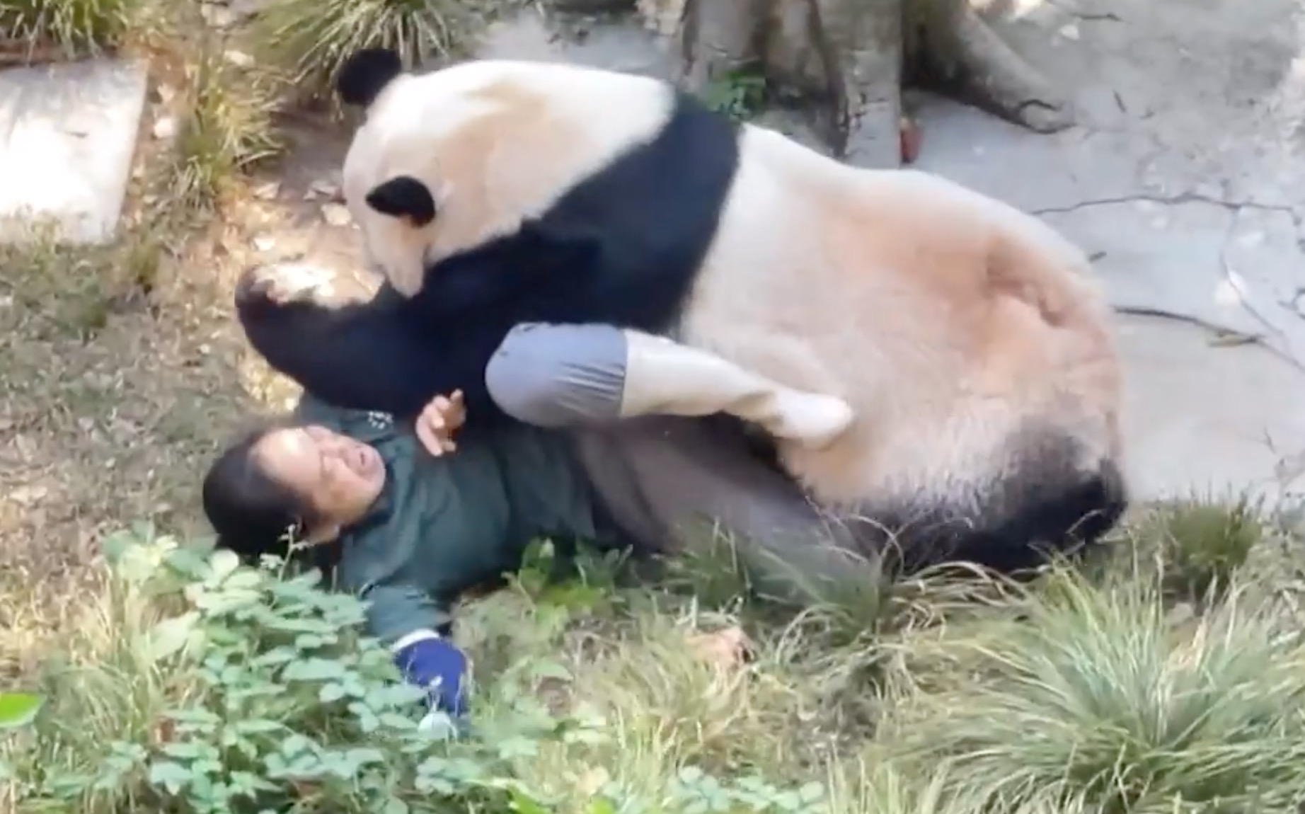 Panda Attacks ZooKeeper in Dramatic Video