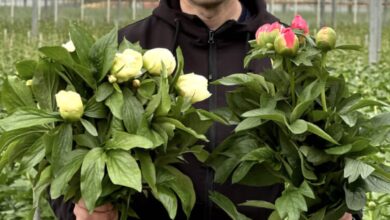 Popular Peony Varieties: From Classics to Rare Species